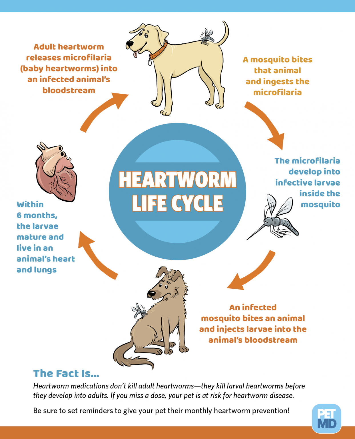 let-s-talk-heartworm-disease-bunny-s-buddies