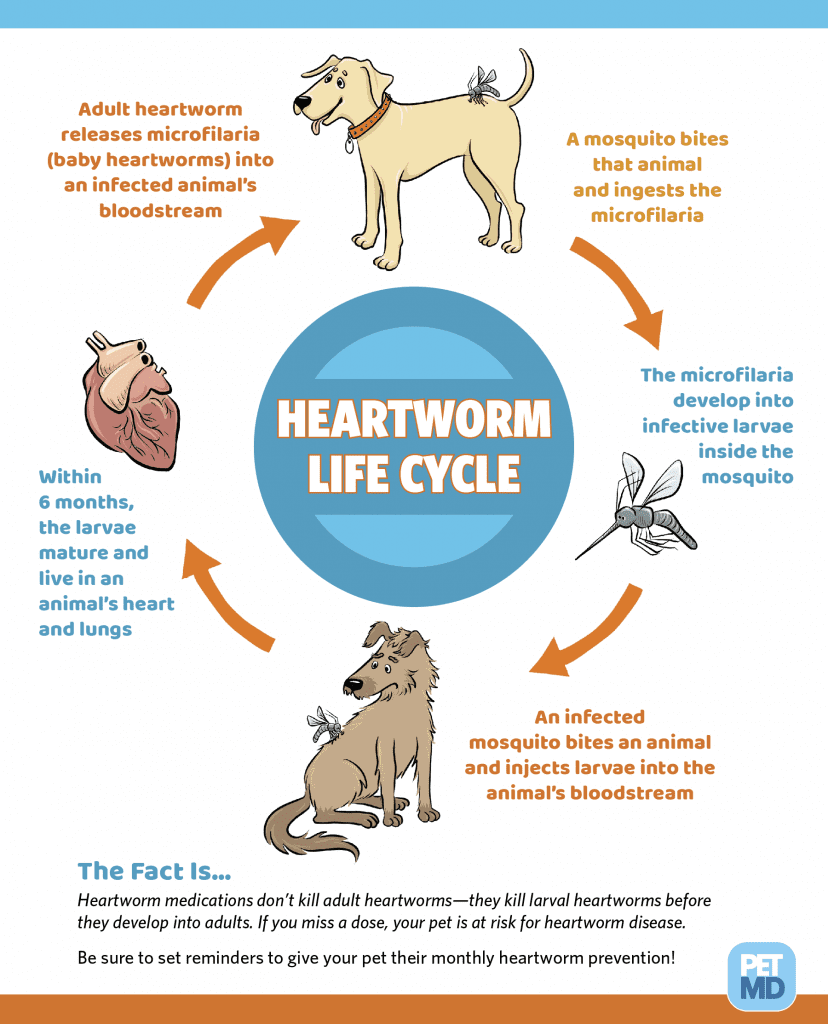 Monthly heartworm clearance treatment for dogs